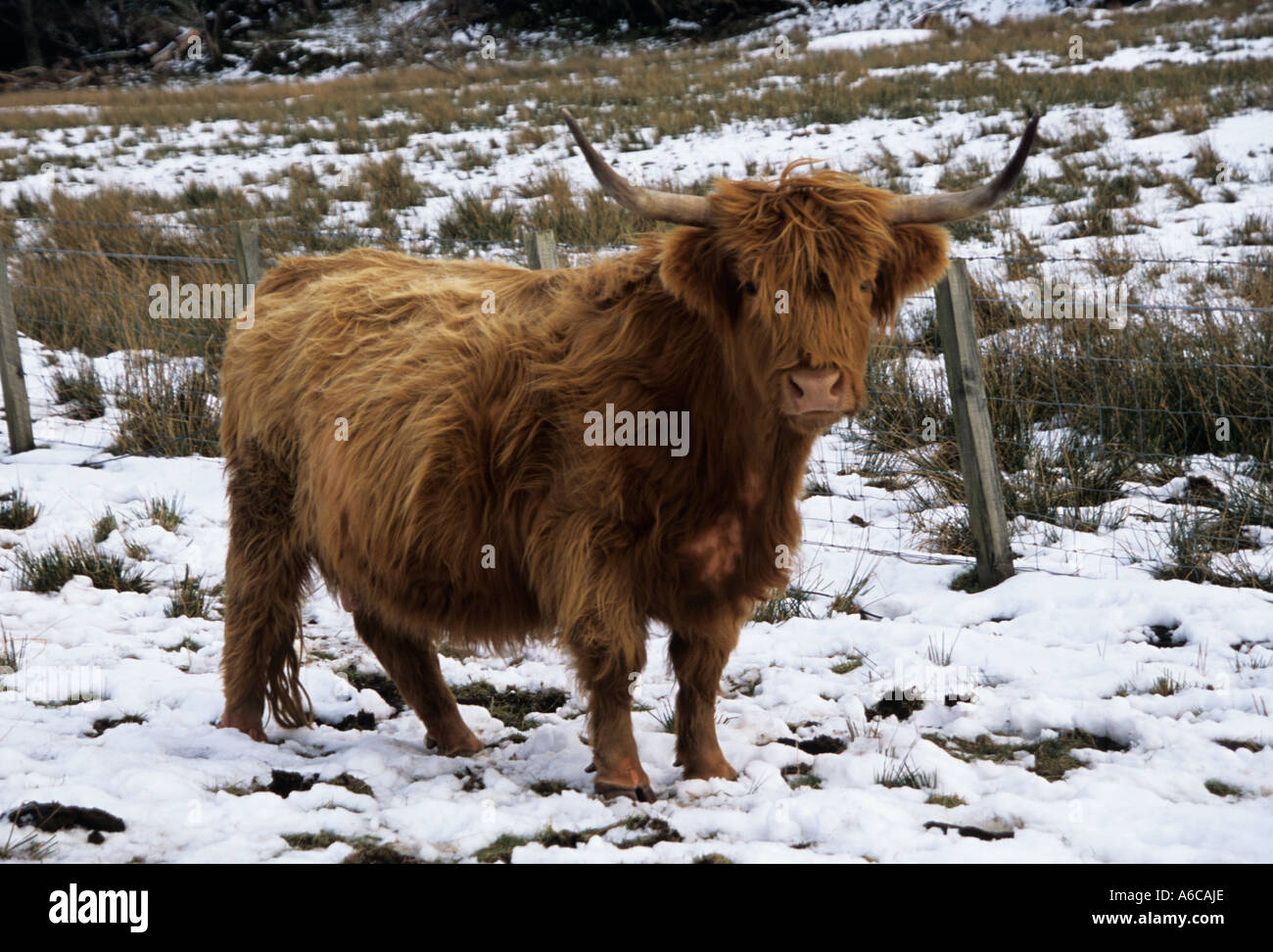 SCOTTISH HIGHLANDS UK February A curious Highland cow in a snow covered field Stock Photo