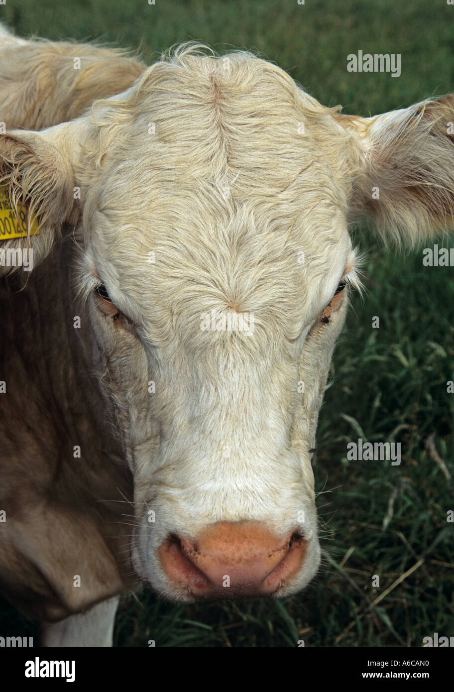 Pink Nose Of A Cow High Resolution Stock Photography and Images - Alamy