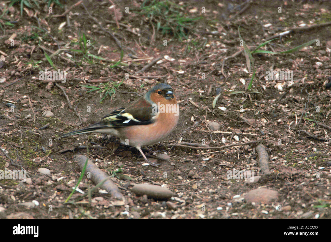 Male Chaffinch Eating Seeds From off The Ground.(Fringilla coelebs). Stock Photo