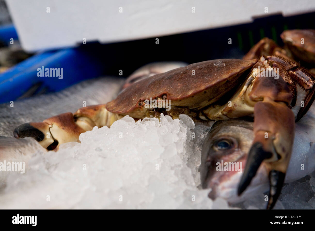 Fresh live crab sitting on a bed of ice in Borough Market London Stock Photo