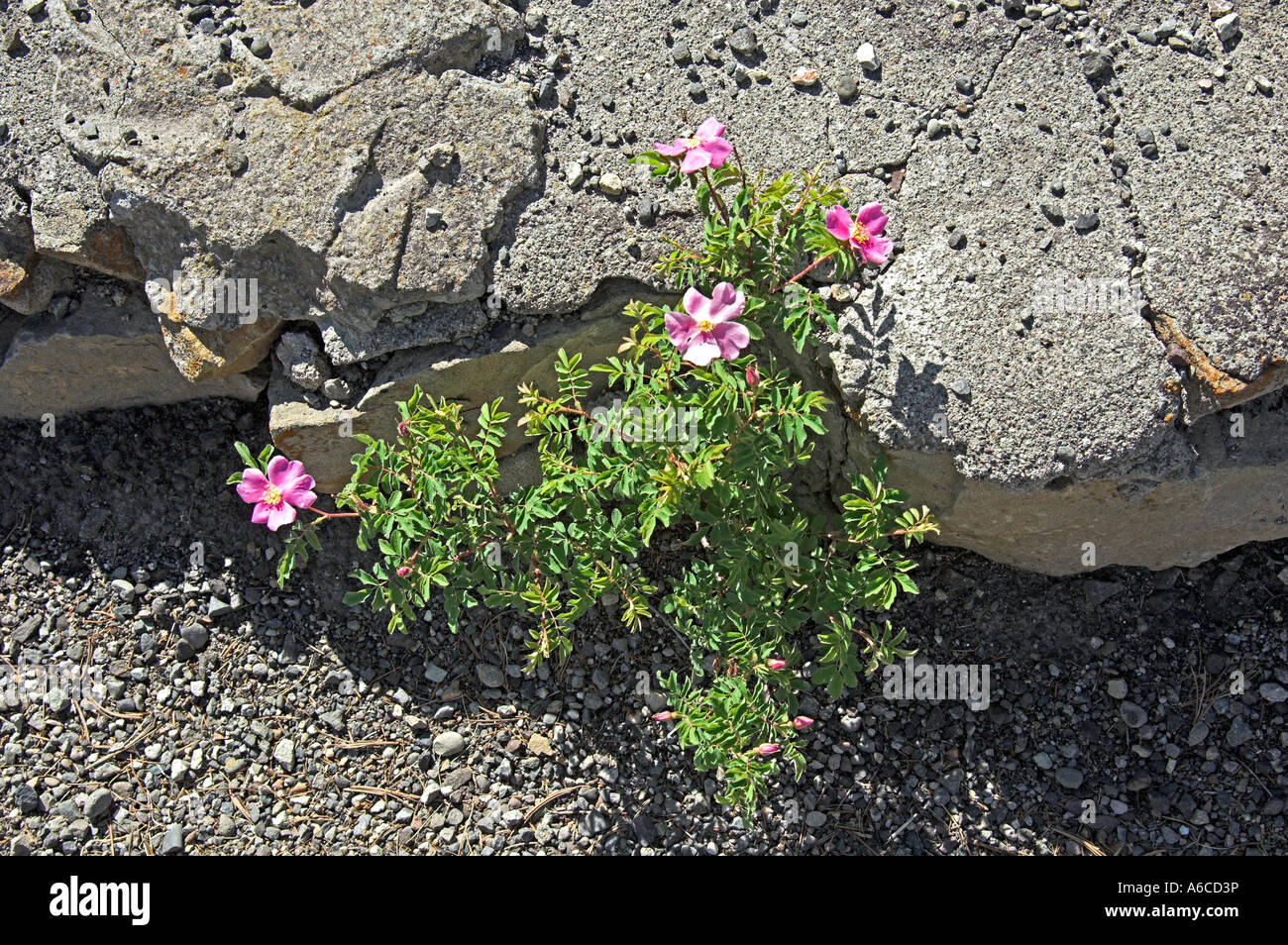 Wild Rose, Mammoth Hot Springs, Yellowstone Stock Photo Alamy