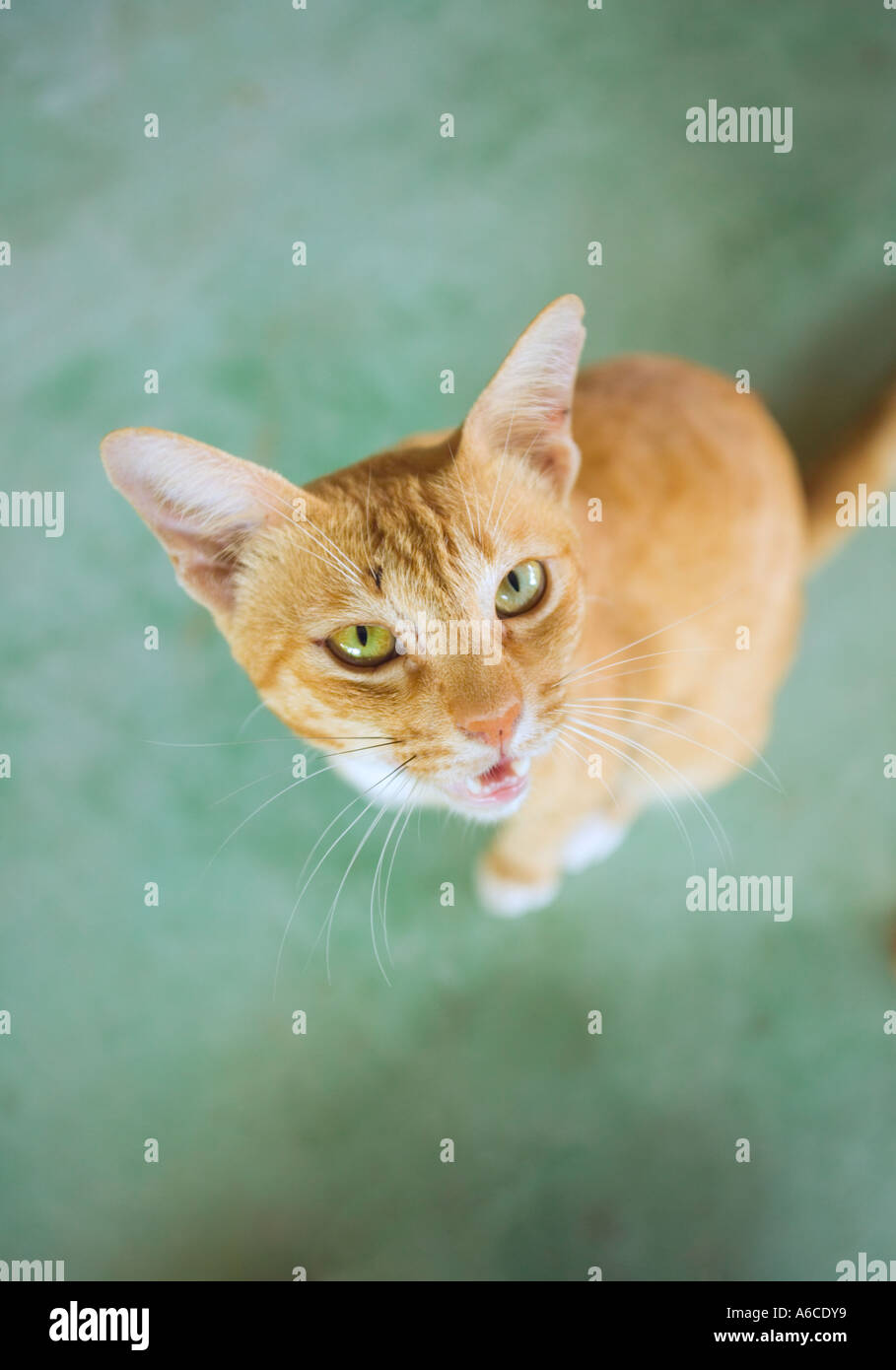 Portrait of a begging cat in Thailand Stock Photo
