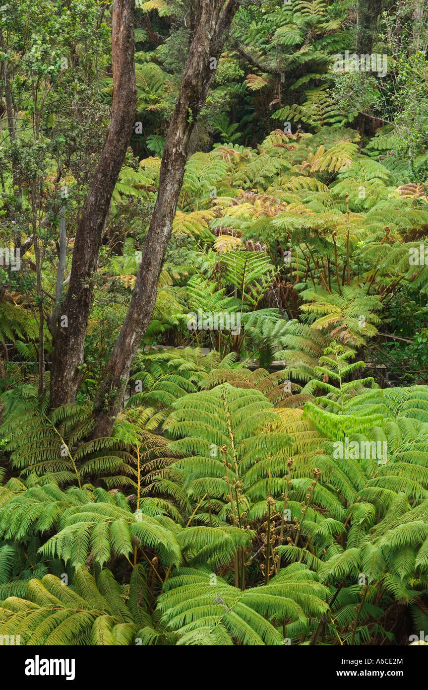 Tree fern and ohia tree native rainforest at Thurston Lava Tube Hawaii