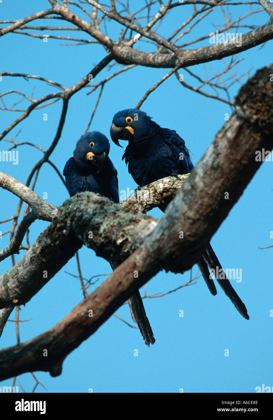 Hyacinth Macaw Anodorhynchus hyacinthinus Arara azul grande Northern Pantanal Brazil Stock Photo
