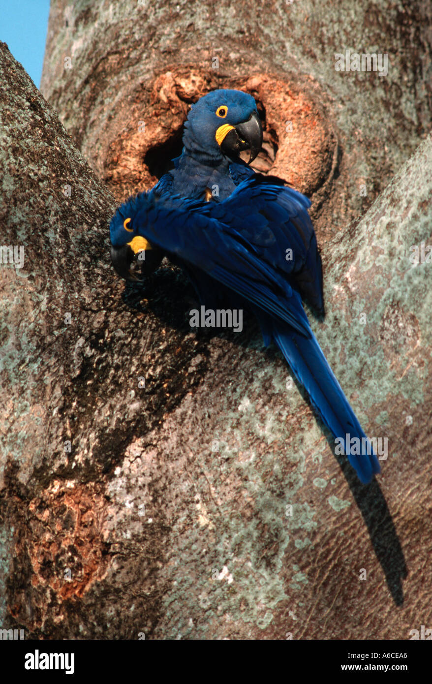 Hyacinth Macaw Anodorhynchus hyacinthinus Arara azul grande Northern Pantanal Brazil Stock Photo