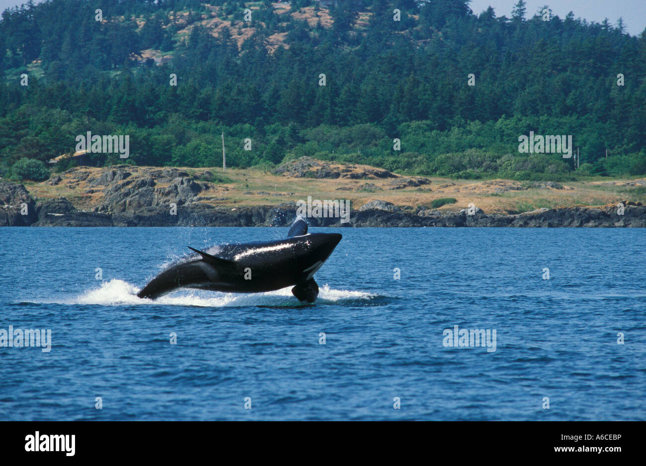 Orca whale breaching off west coast of San Juan Island Washington Stock Photo