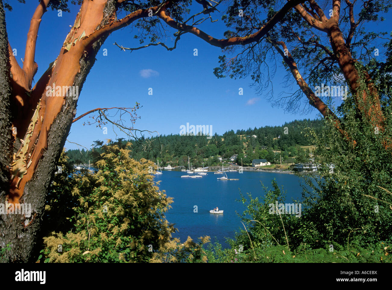 Boats and bay framed by Madrone trees at Westsound Orcas Island San Juan Islands Washington Stock Photo