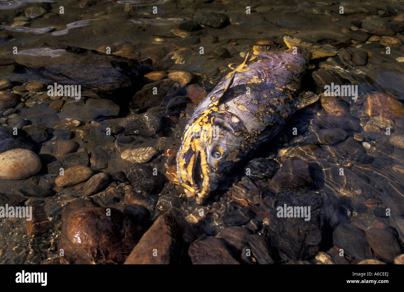 Dead salmon lying in river after spawning Wenatchee River Cascade