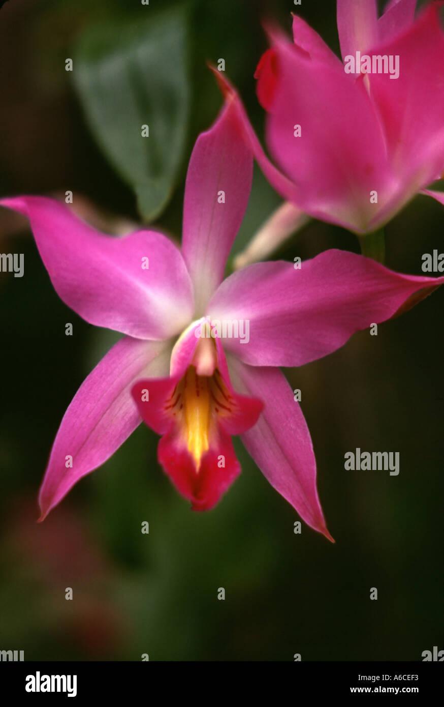 Laelia anceps orchid Stock Photo
