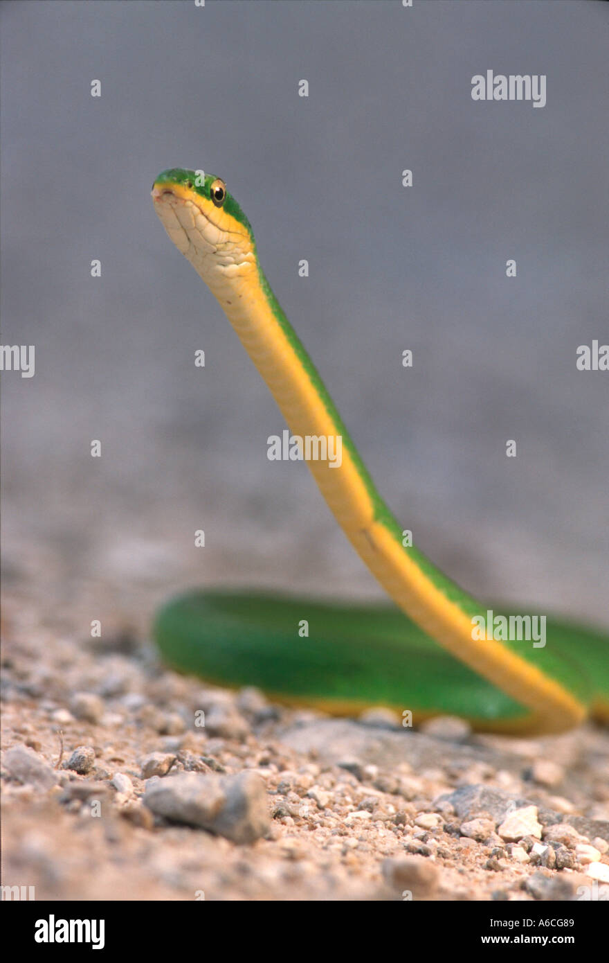 rough green snake Opheodrys aestivus Stock Photo