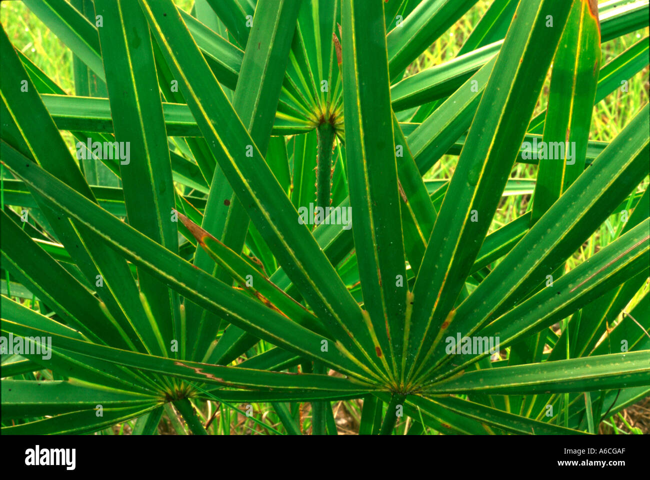 Palmetto plant fronds Stock Photo - Alamy