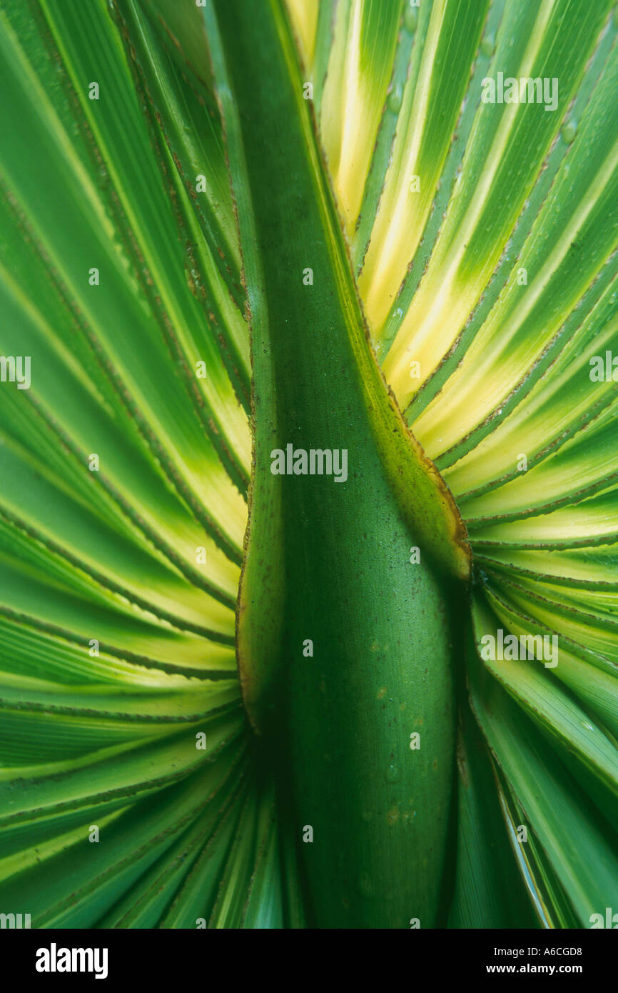 Cabbage Palm Swamp Cabbage Stock Photo Alamy