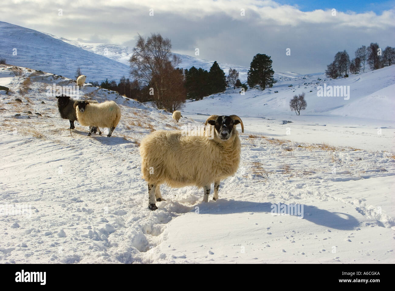 Scottish Blackface Sheep in Snow. Rural farm winter landscape scene