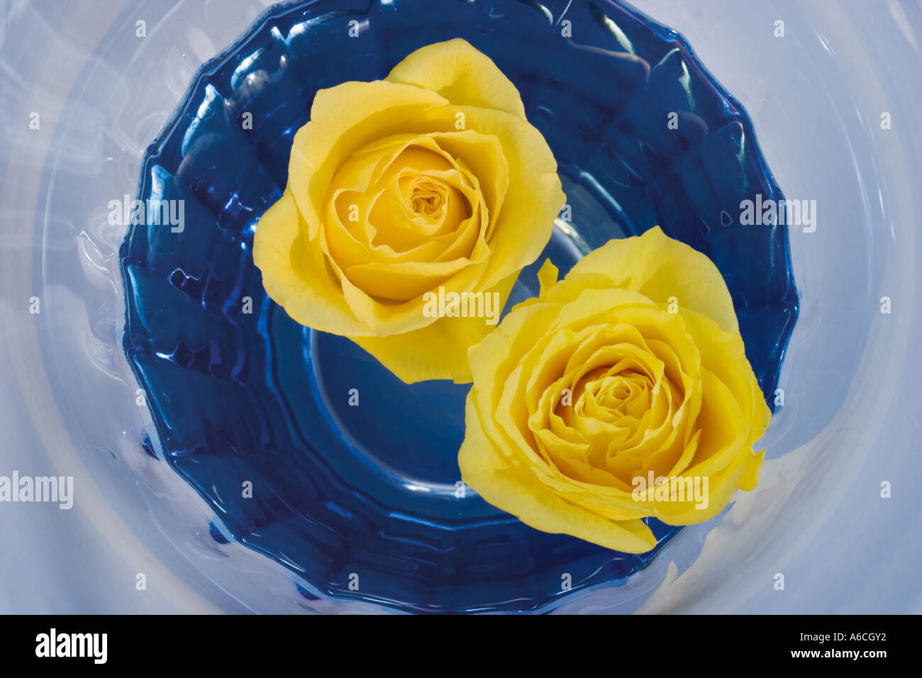 two yellow rose or rosa kronus floating on water in a blue vase Stock Photo  - Alamy