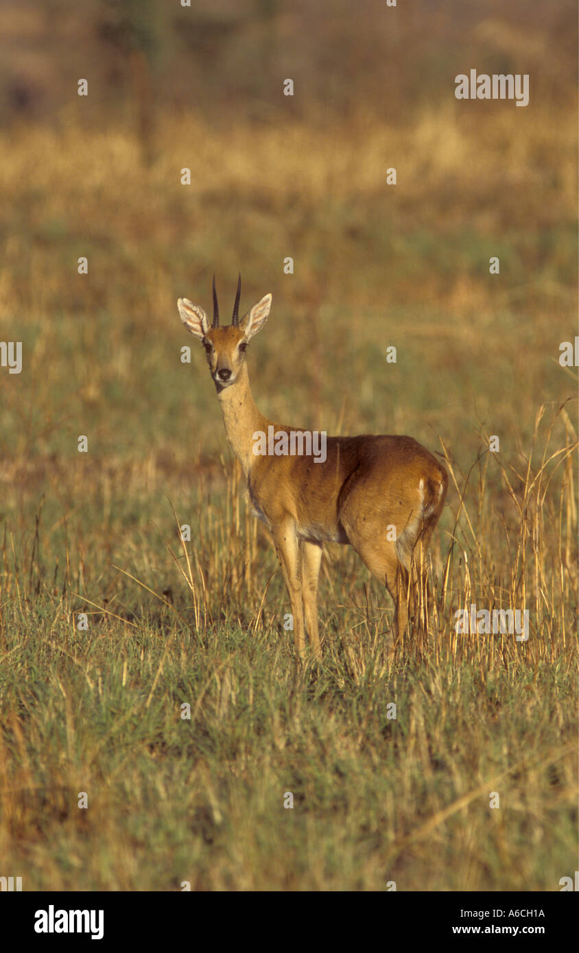 Oribi in Queen Elizabeth National Park Uganda East Africa Stock Photo