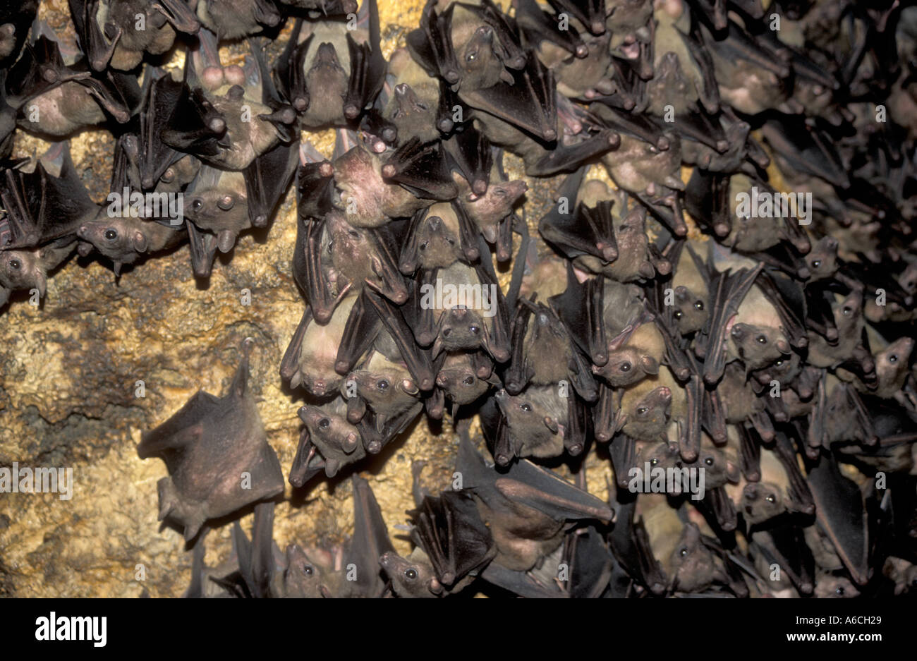 Fruit Bats roosting in a cave in Queen Elizabeth National Park Uganda East Africa Stock Photo