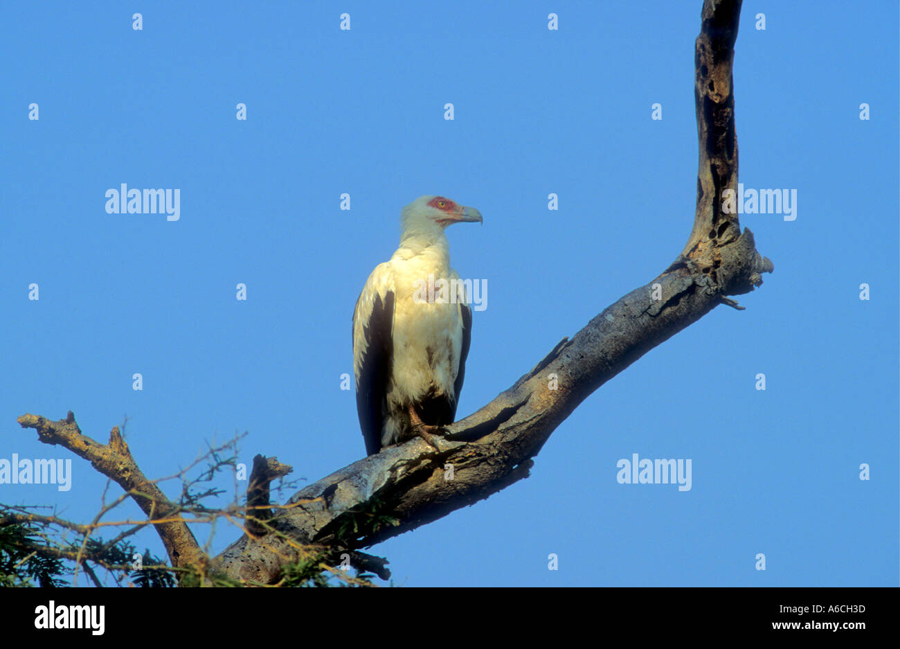 Palm Nut Vulture GYPOHIERAX ANGOLENSIS Uganda East Africa Stock Photo