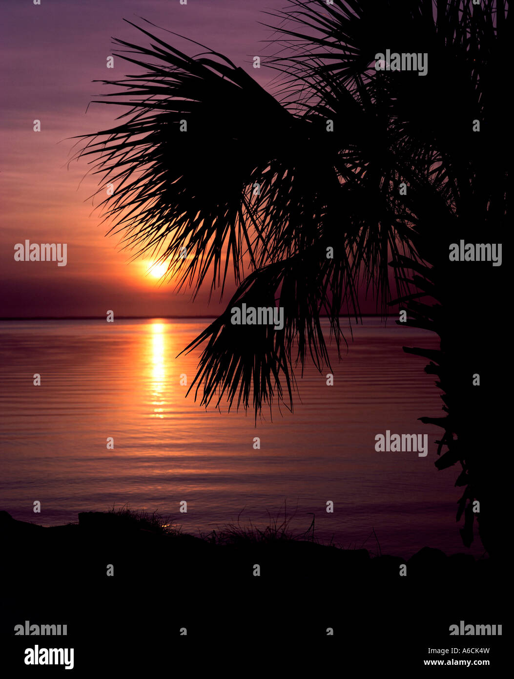Silhouette of a palm tree on a beach during sunset Stock Photo - Alamy