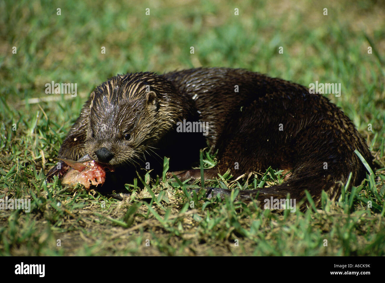 North American river otter eating fish in a field Stock Photo Biology Diagrams