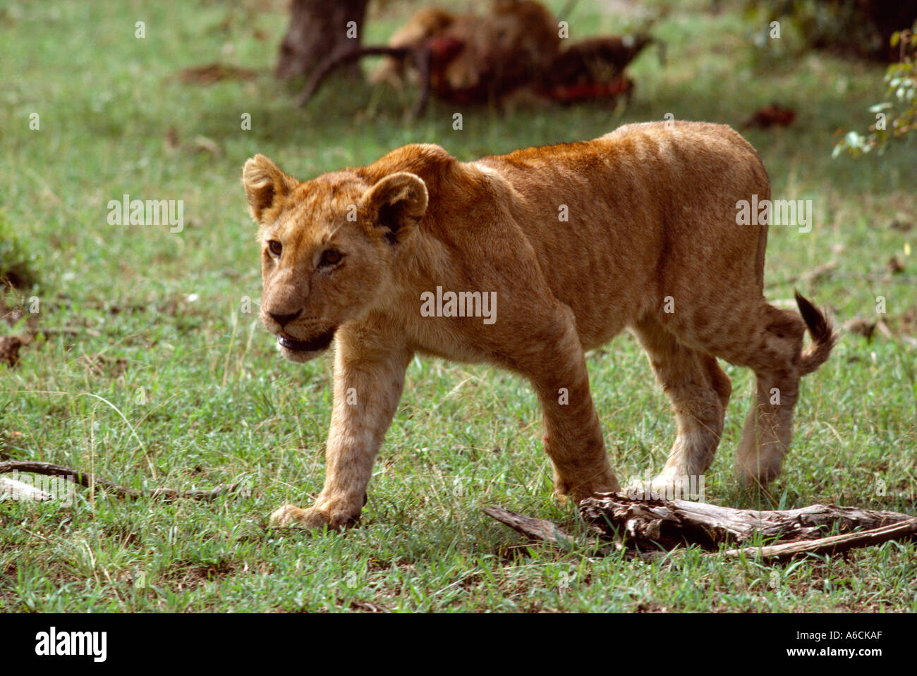 africa, tanzania, young lion striding across the plain Stock Photo