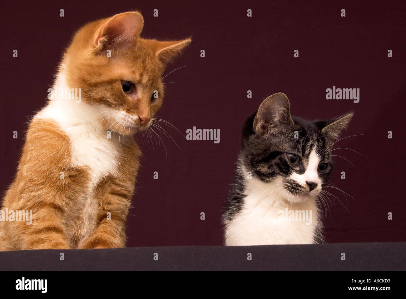 Two young cats looking downwards at something Stock Photo