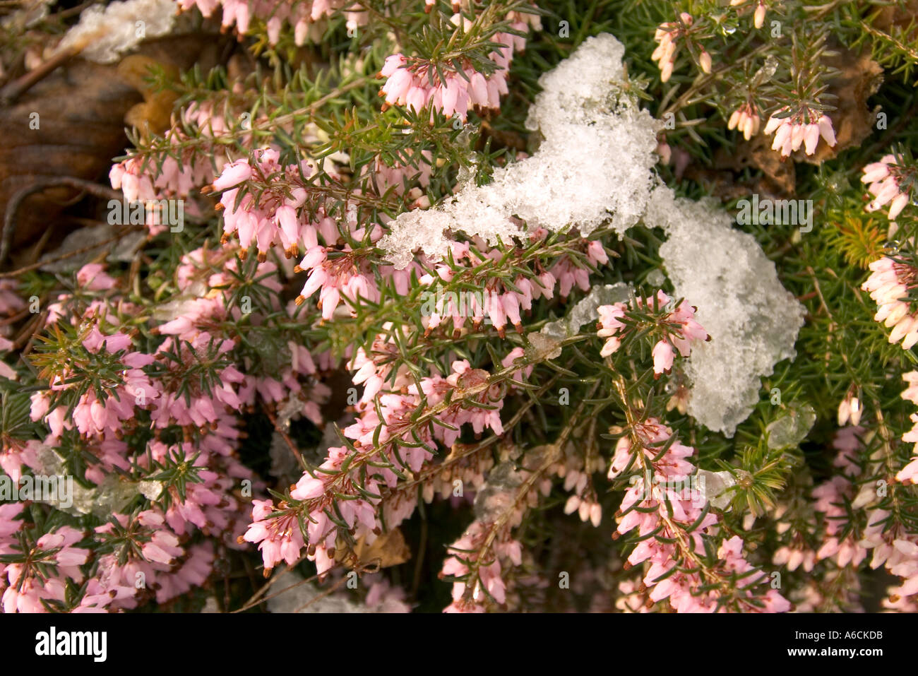 Springwood pink erica carnea in winter Stock Photo