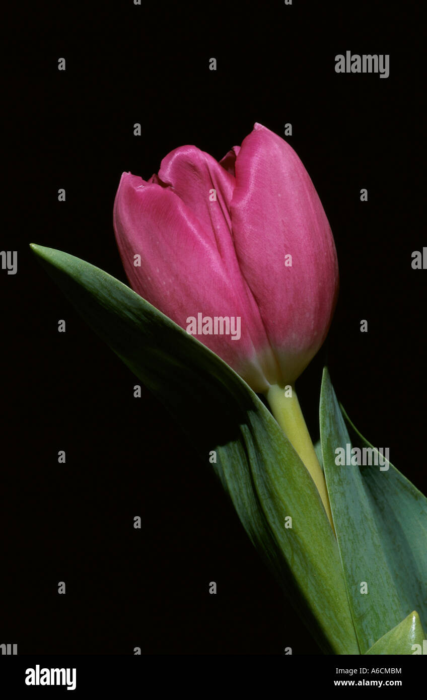 Tulip close shot hi-res stock photography and images - Alamy