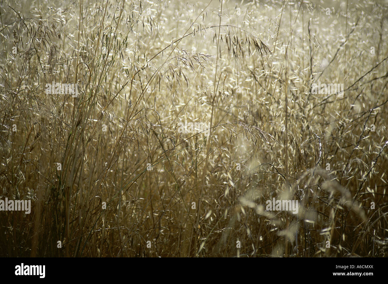 Close up tall dry grass hi-res stock photography and images - Alamy