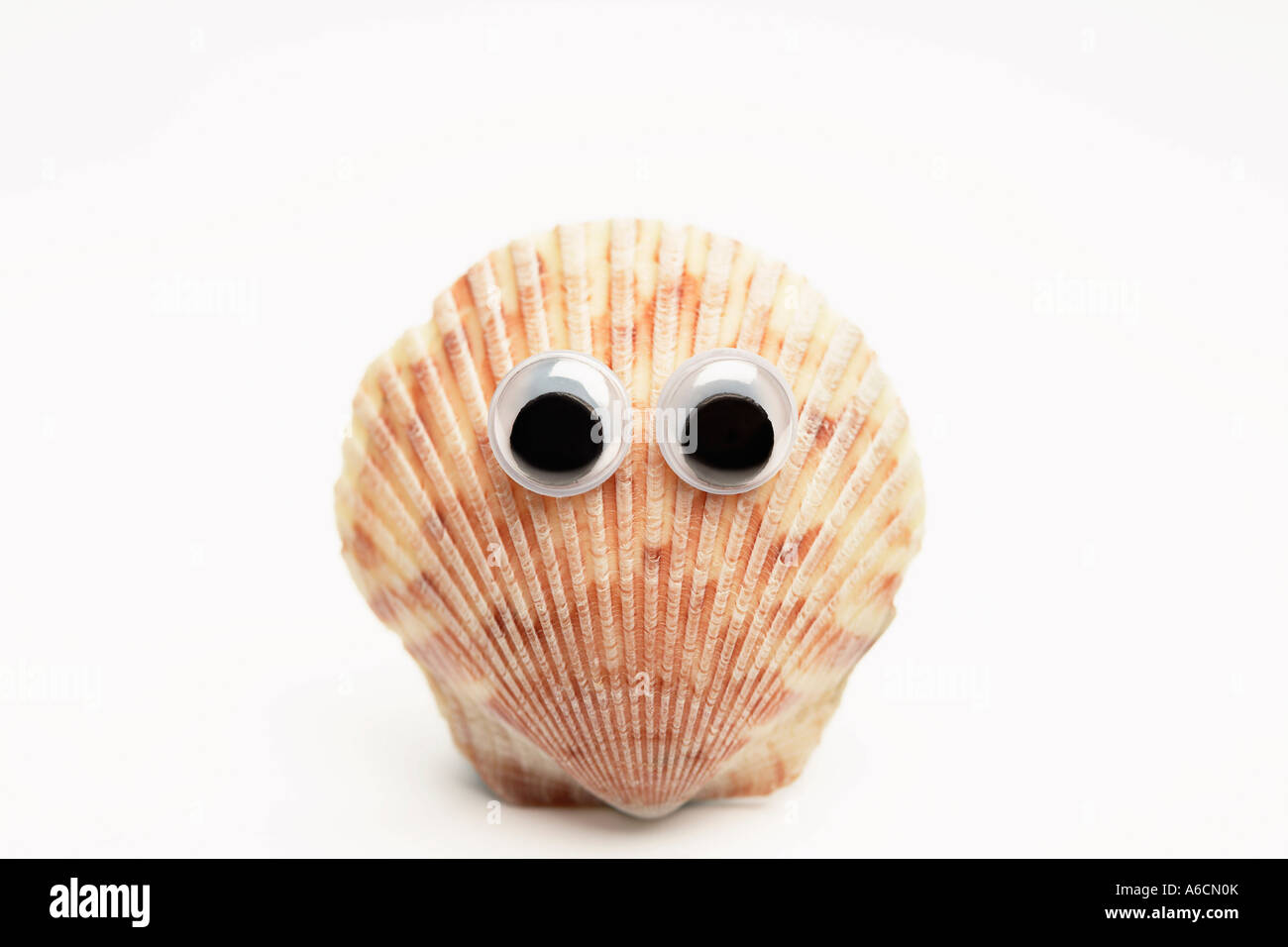 Scallop shell eyes hires stock photography and images Alamy
