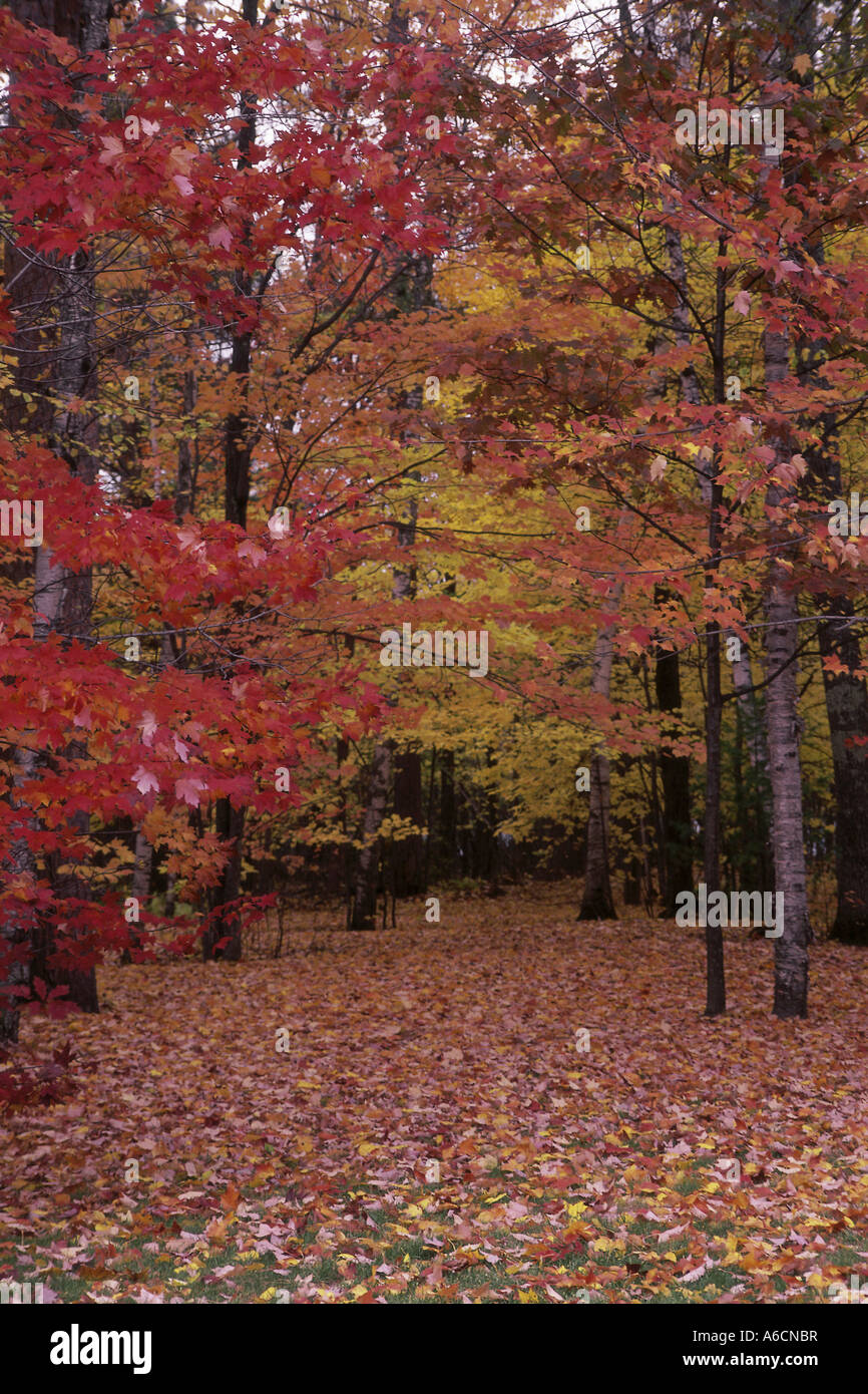 Trees in a forest during autumn Stock Photo - Alamy