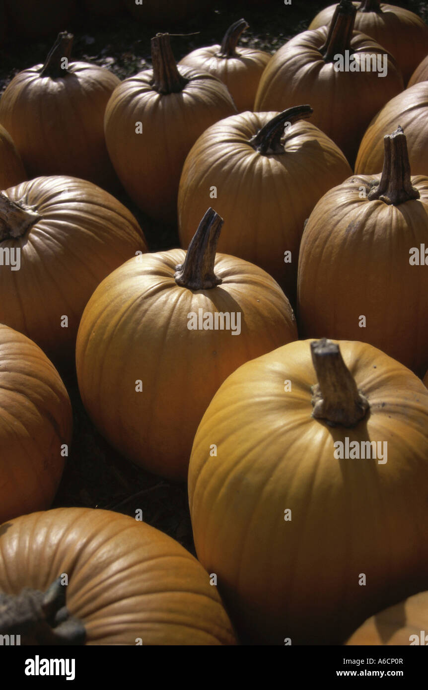 Pile of pumpkins Stock Photo - Alamy