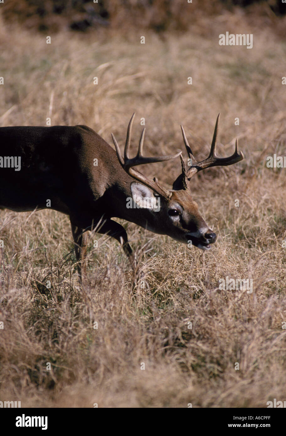 South texas whitetail buck deer hires stock photography and images Alamy