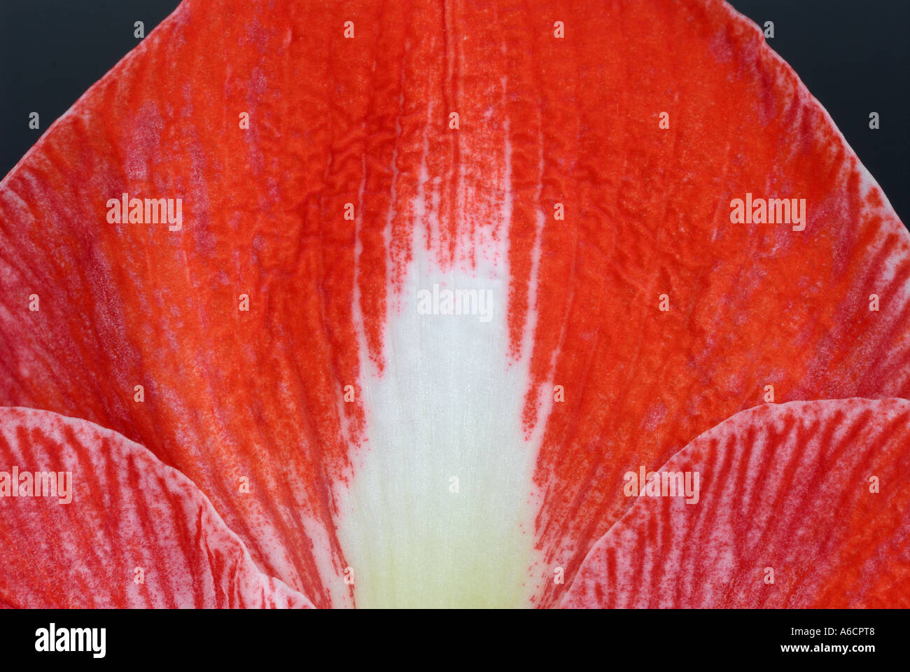 Close up abstract of three red Amaryllis flower petals with texture and veins Stock Photo