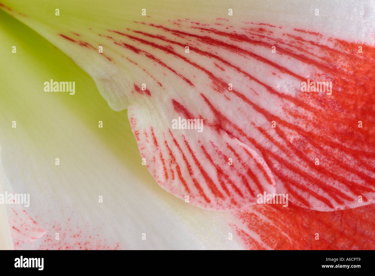 Close up of a red Amaryllis flower petal Stock Photo