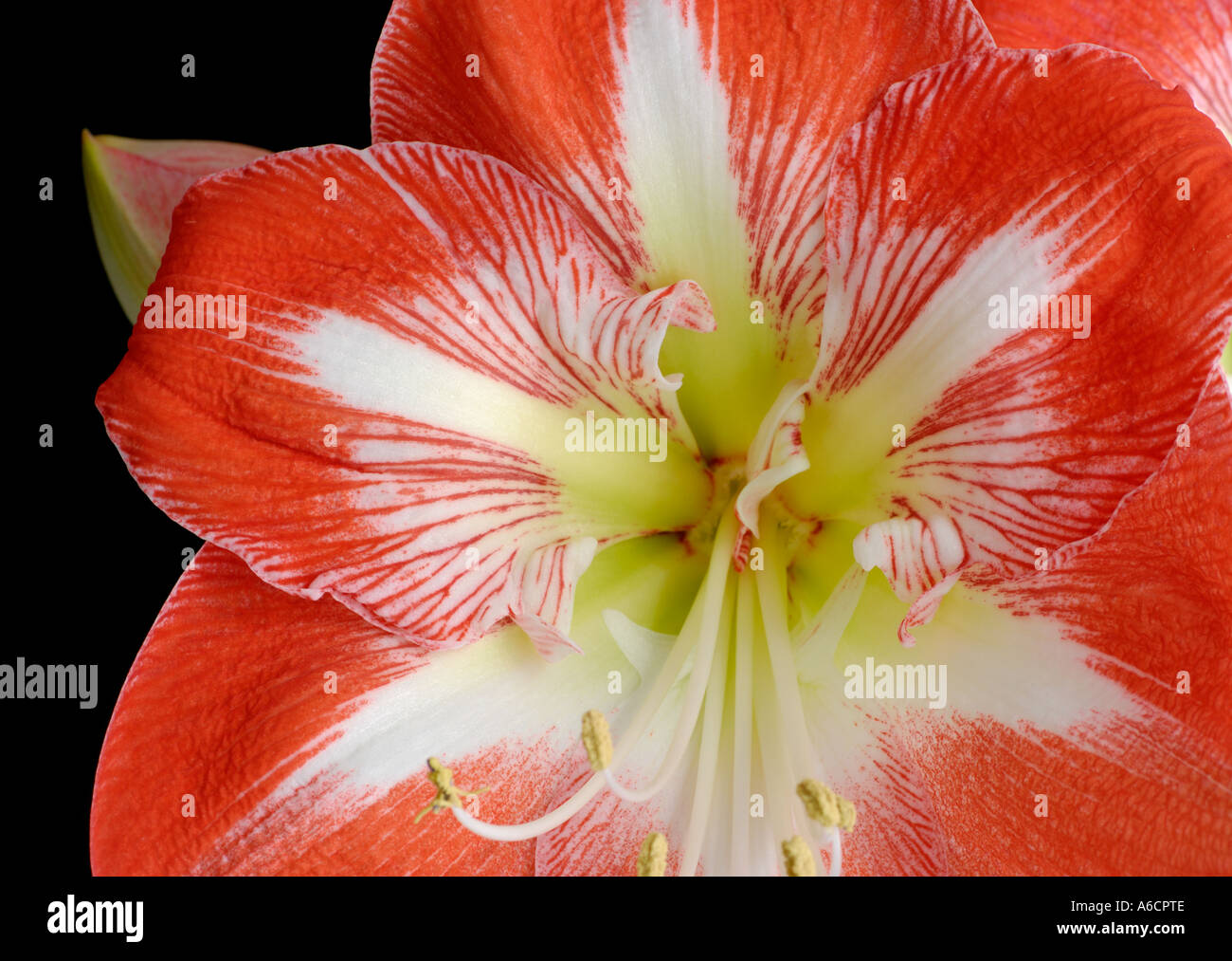 Red veined Amaryllis flower head petals Stock Photo