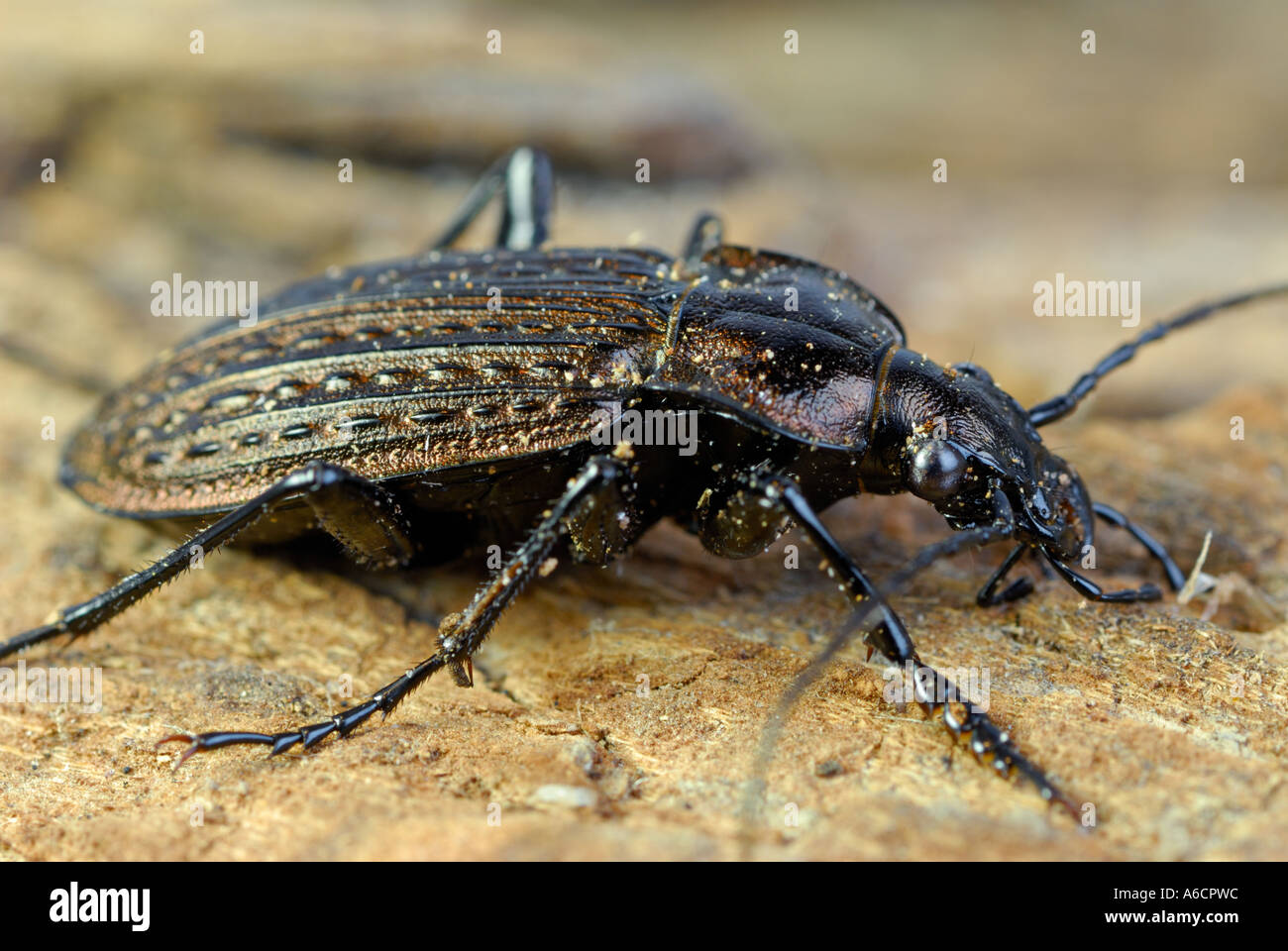 close up side view of Common Black Ground Beetle Pterostichus melanarius on wood Stock Photo