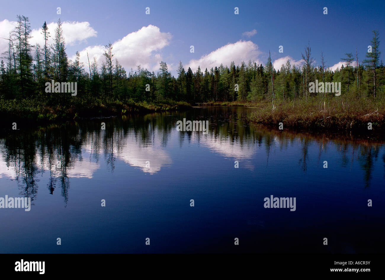Trees reflecting in a lake Stock Photo - Alamy