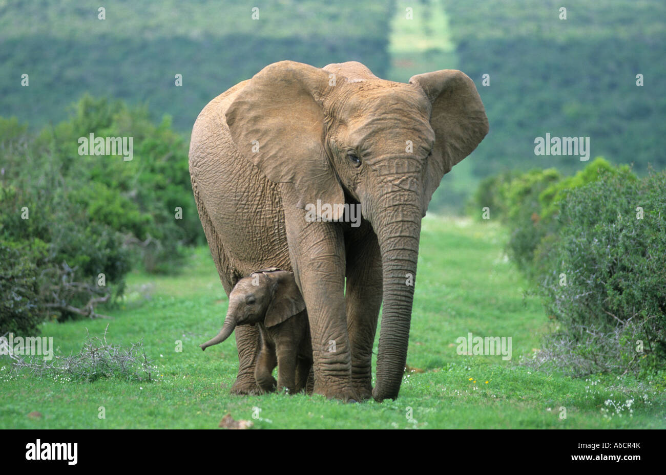 Elephant Loxodonta africana with calf Addo Elephant Park Eastern Cape South Africa Stock Photo