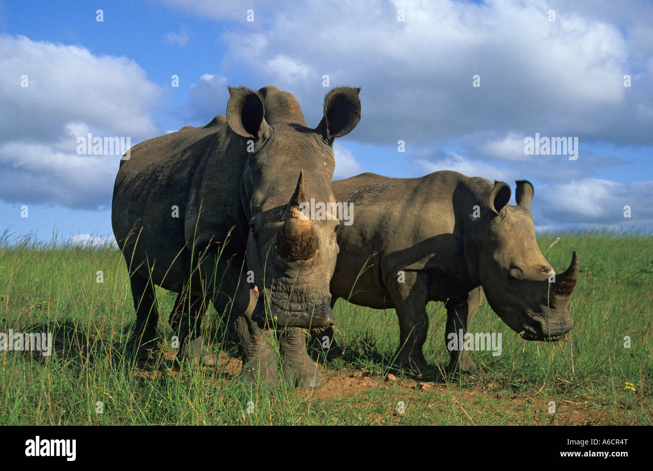 White rhino Ceratotherium simum with calf Ithala game reserve South Africa Stock Photo