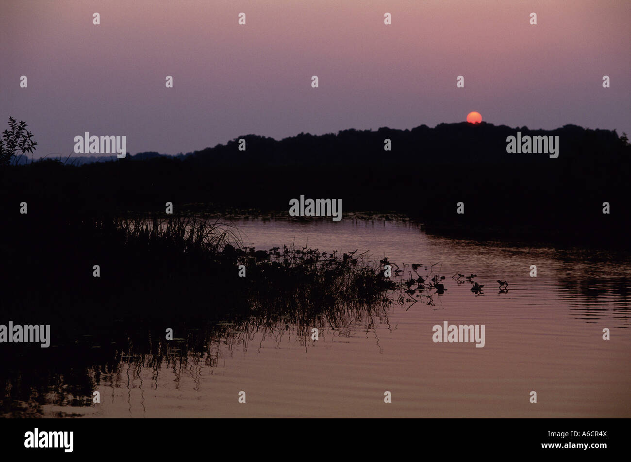 Marshland at sunset Stock Photo