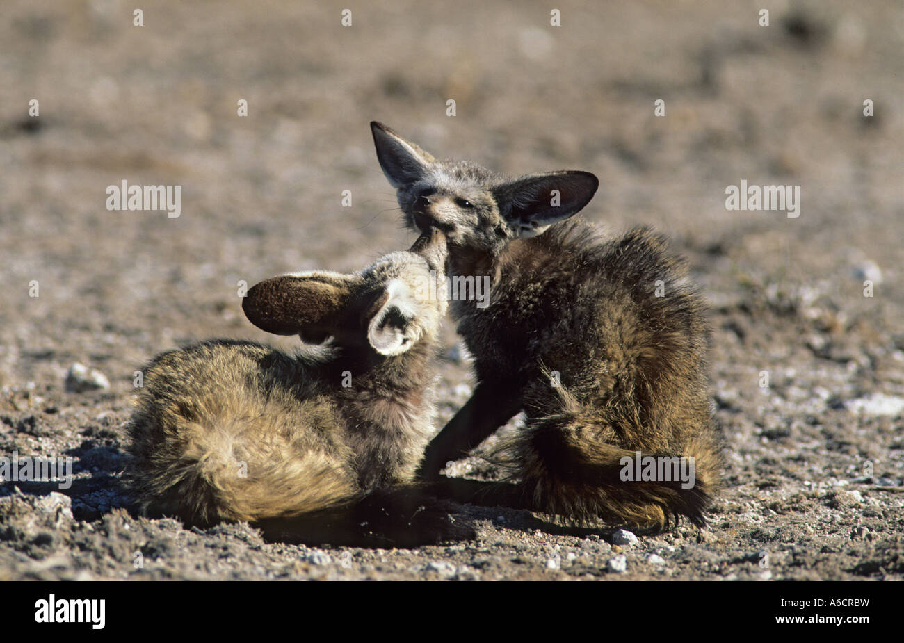 Bat eared fox pair nibble grooming Otocyon megalotis Etosha national ...