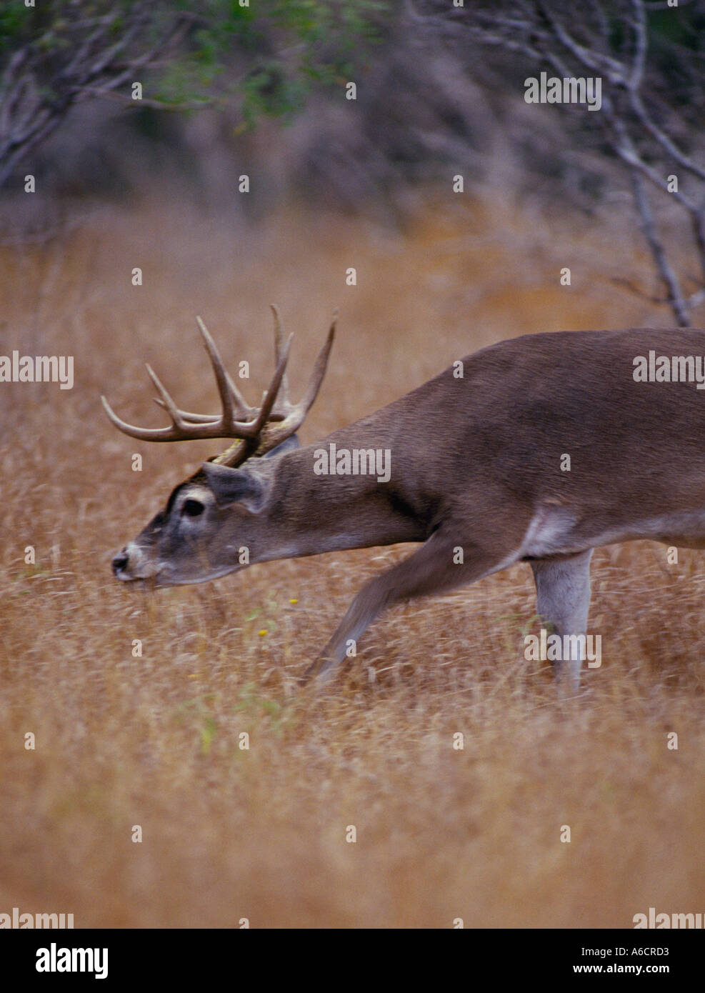This whitetail buck deer is sniffing the ground trying to locate a doe in heat During rutting