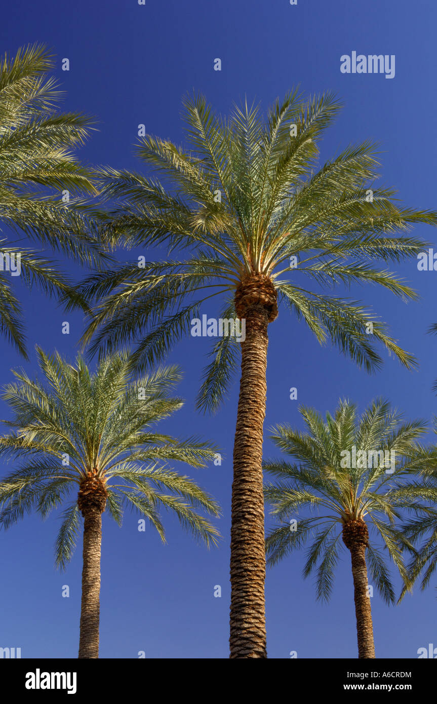 Palm Trees, Las Vegas, Nevada, USA Stock Photo Alamy
