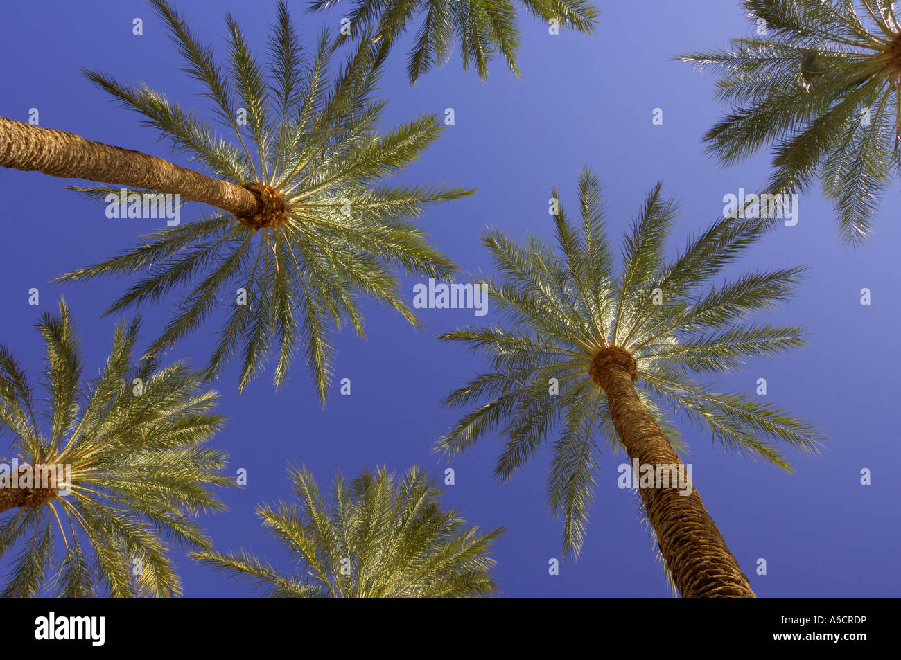 Palm Trees, Las Vegas, Nevada, USA Stock Photo Alamy