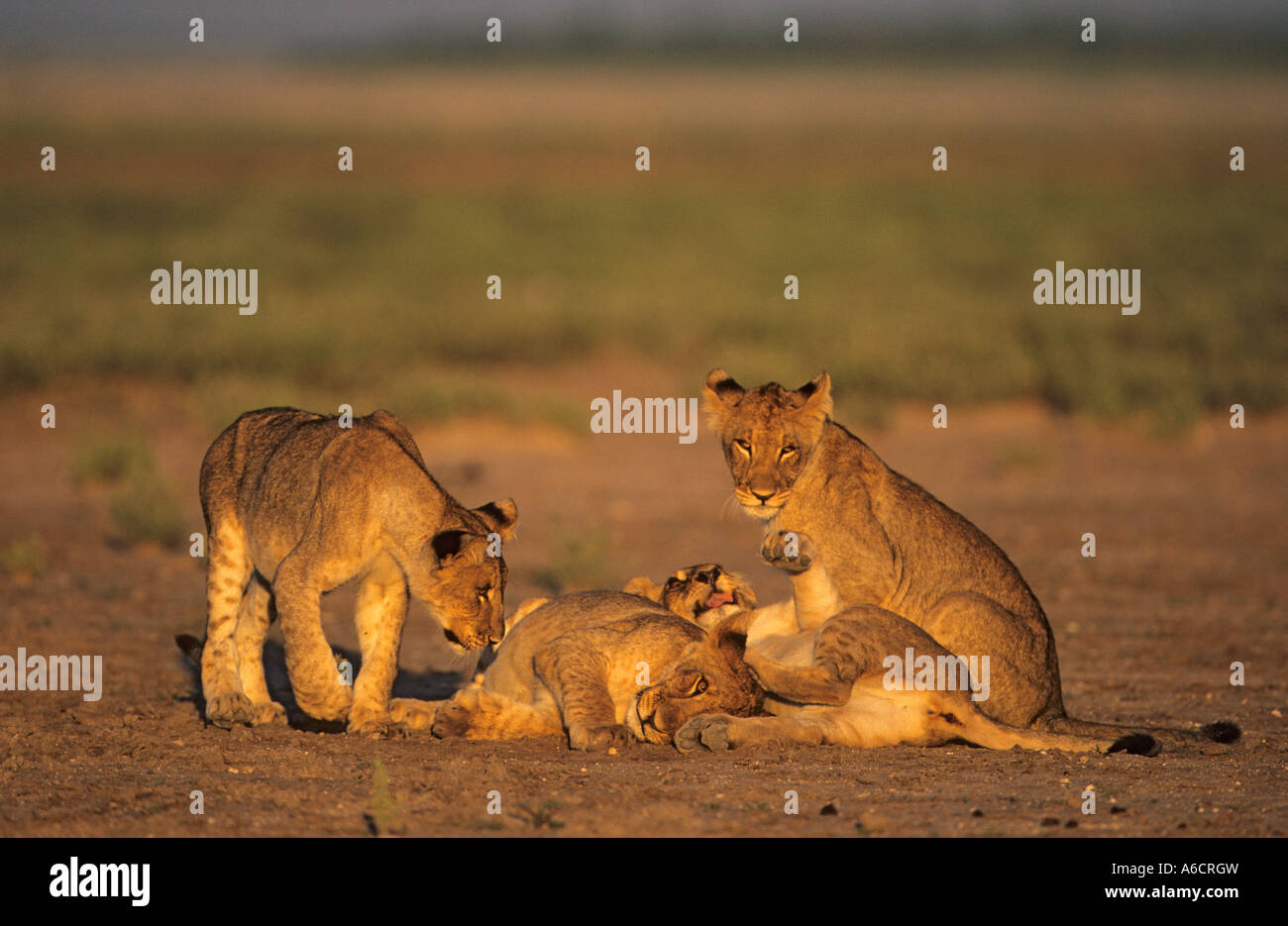 Lion cubs Panthera leo Etosha National Park Namibia Stock Photo - Alamy