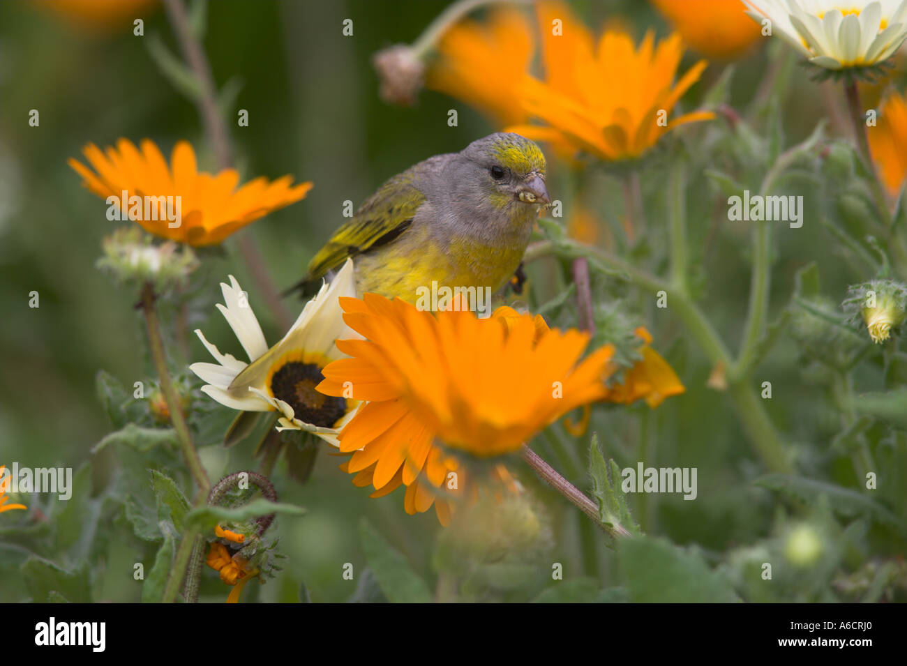 Cape canary feeding on spring annual flowers Kirstenbosch Botanic Gardens Cape Town South Africa Stock Photo