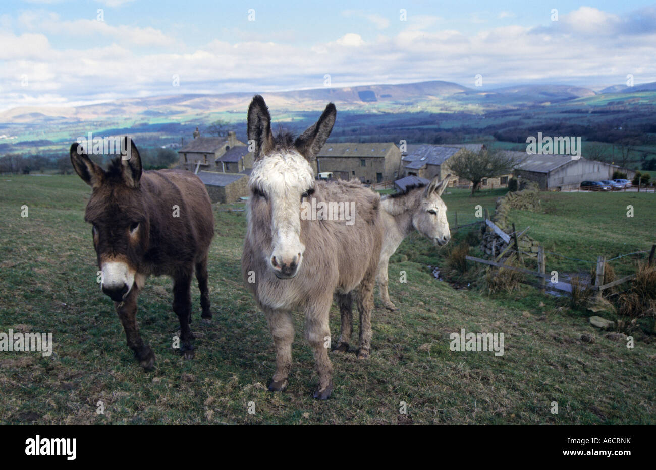 Donkeys On Beach Blackpool Tower High Resolution Stock Photography and ...