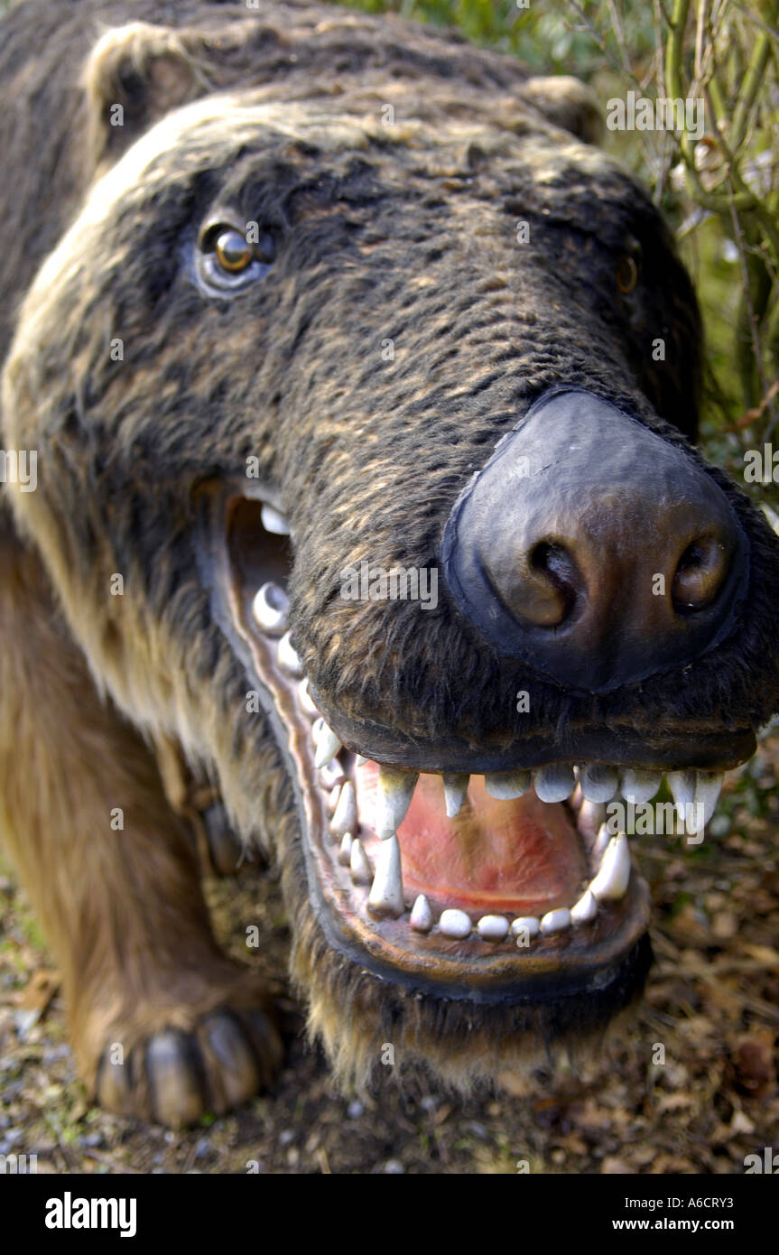 rodent rat large huge massive head face teeth closeup Stock Photo Alamy
