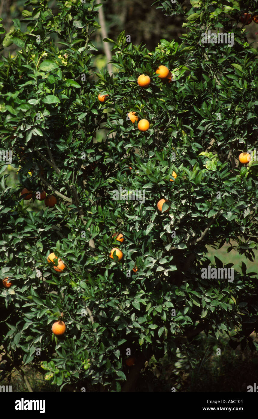 Pakistan Western Punjab Taxila agriculture fruit oranges growing in