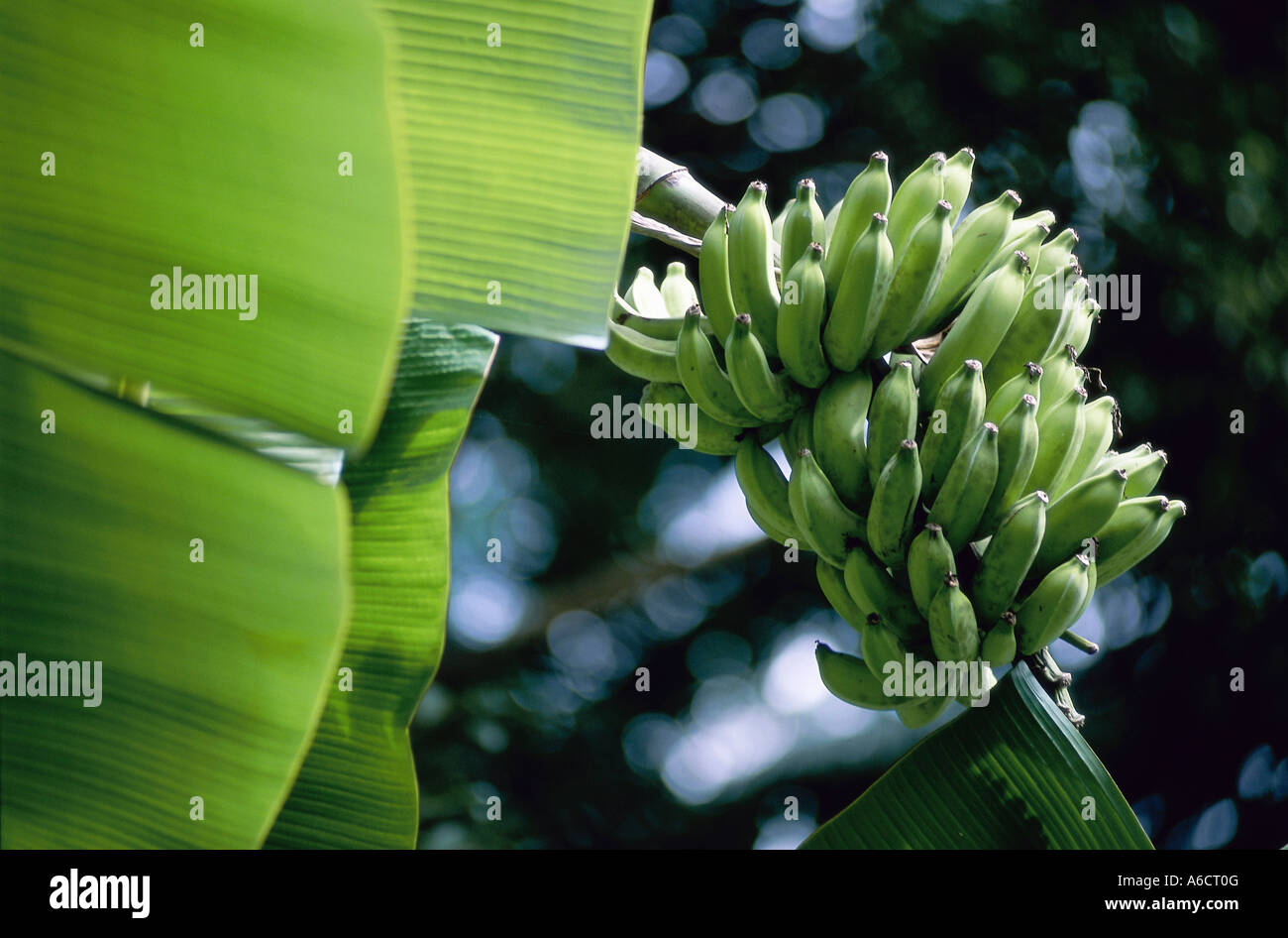 Banana tree, Hawaii, USA Stock Photo Alamy